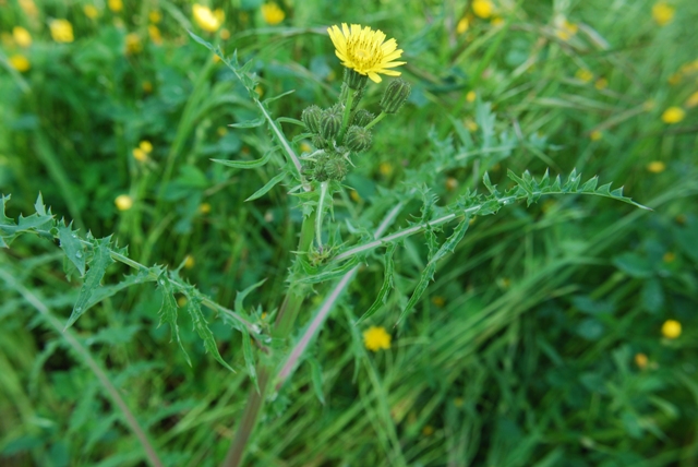 Asteracea - Sonchus asper subsp. asper